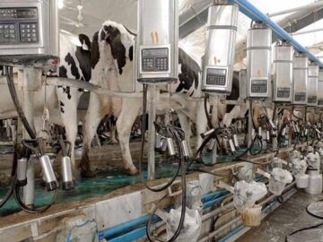 صنایع لبنی اردبیل فاقد نوآوری است