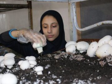 عرضه قارچ بالاتر از ۱۰۰ هزارتومان گران‌فروشی است